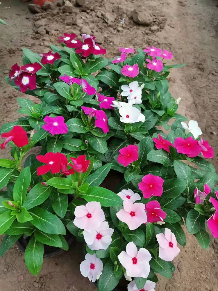 长春花 时令草花产地 北方长春花