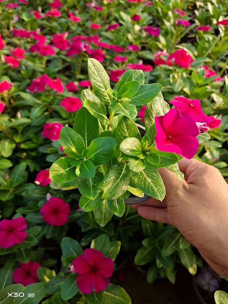 草花 天天开价格