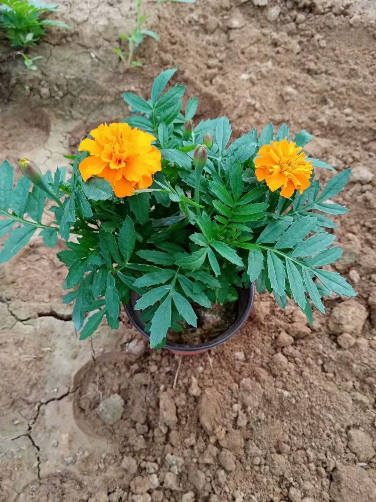 孔雀草 大冠幅孔雀草 北方草花