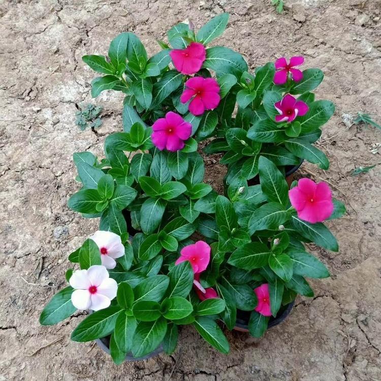 长春花价格 全年开花长春花