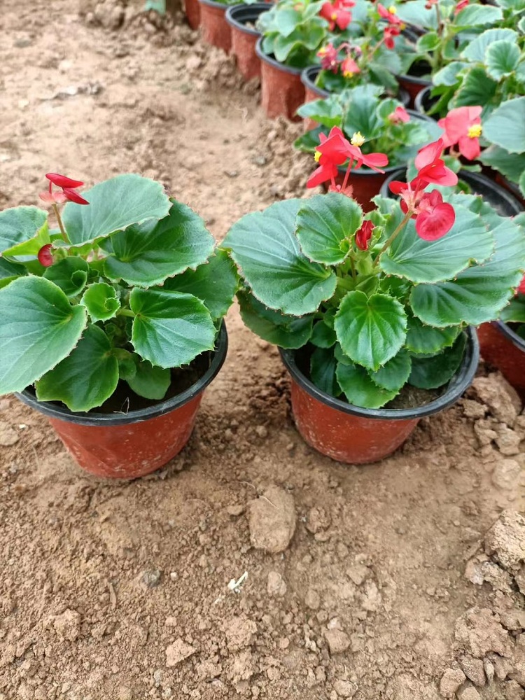 大花海棠 花大叶子大大花海棠