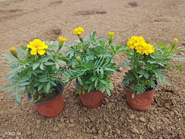 孔雀草价格 大杯孔雀草厂家