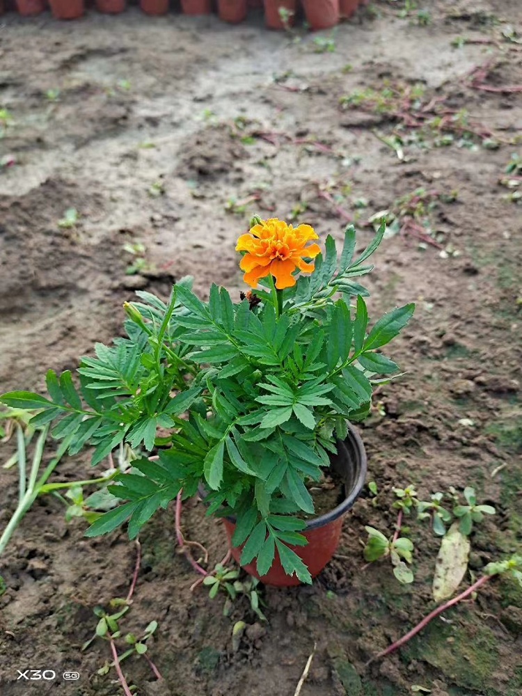 孔雀草 大冠幅孔雀草价格  山东组摆草花
