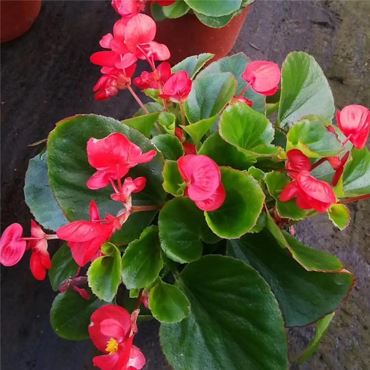 大花海棠价格 顺和花卉 海棠花
