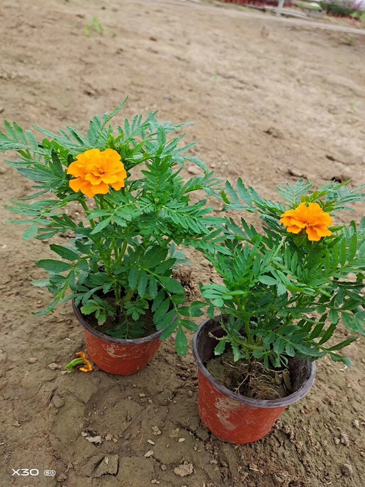 孔雀草 大花孔雀草 橘红孔雀草