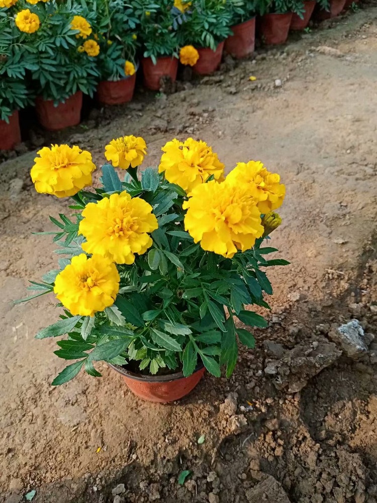孔雀草苗价格