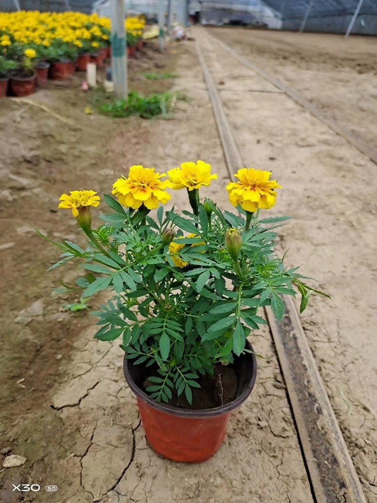 孔雀草 红黄草价格 孔雀草种子