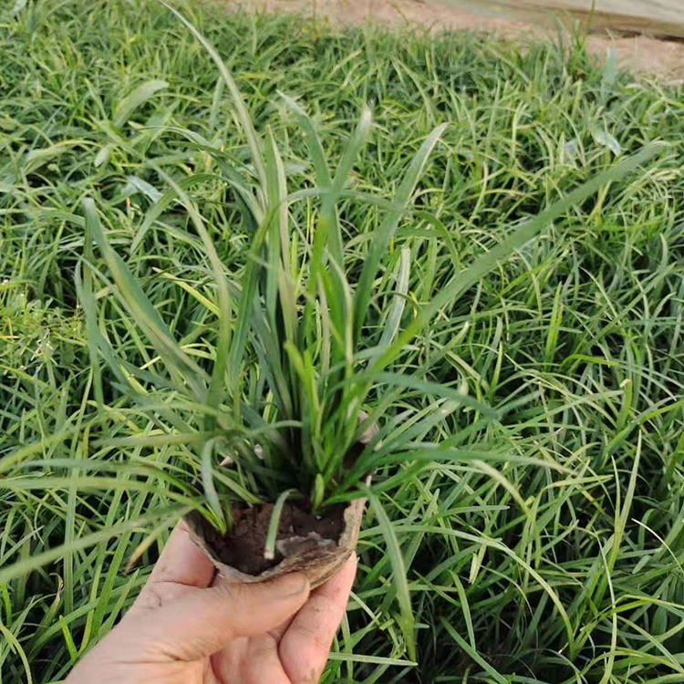 麦冬种植基地 地被麦冬草批发