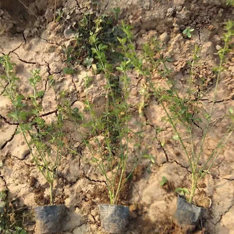 迎春花盆栽出售  耐寒迎春 易成活  花期2-4月 有清香 花色金黄