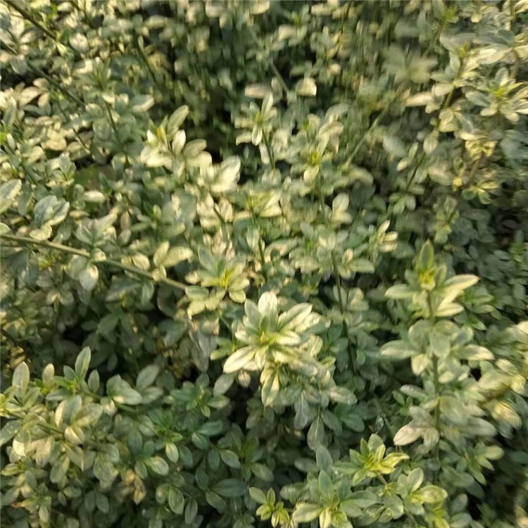 开春观赏花卉 迎春花 迎春报价 耐寒抗旱 基地直供 迎春小苗