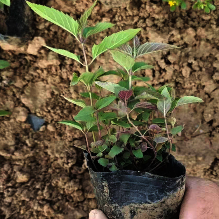 美国薄荷价格 美国薄荷供货商 美国薄荷出售 夏杰花卉
