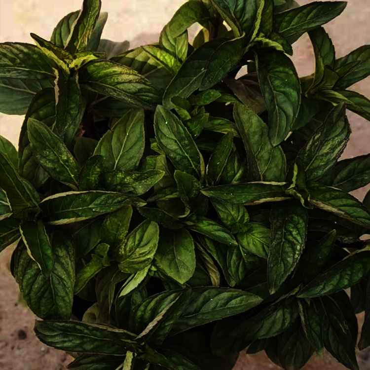 美国薄荷种子 美国薄荷小苗 美国薄荷批发 夏杰花卉