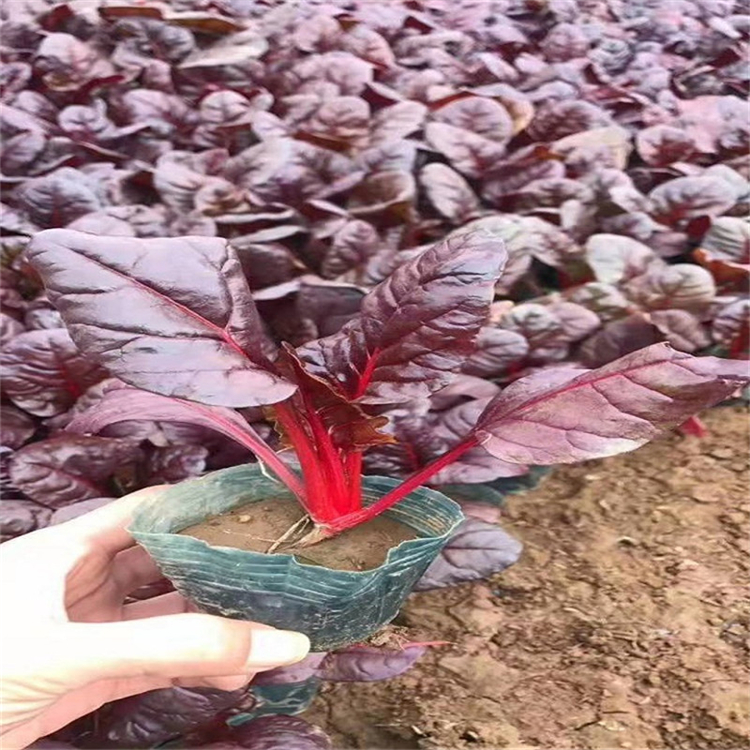 红叶菠菜报价 青州草花红叶菠菜苗 基地供应