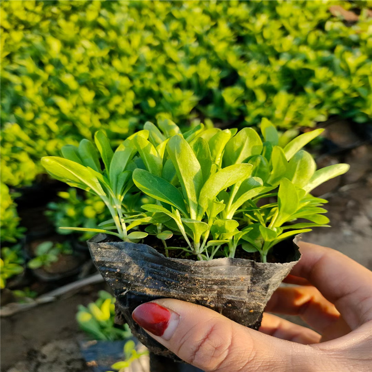 松果菊种植基地 松果菊有货 松果菊报价 营养钵松果菊小苗大量供应 欢迎致电咨询