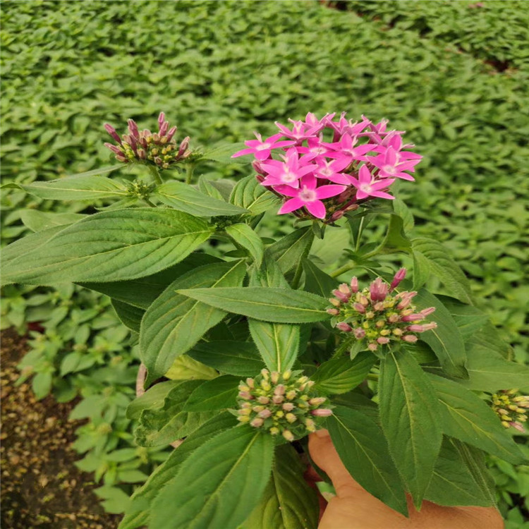 繁星花基地 五星花供应 繁星花订购报价 江瑞园艺繁星花精选厂家 欢迎致电咨询