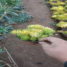 江瑞垂盆草价格 垂盆草基地 垂盆草行情 垂盆草销量好 好种植