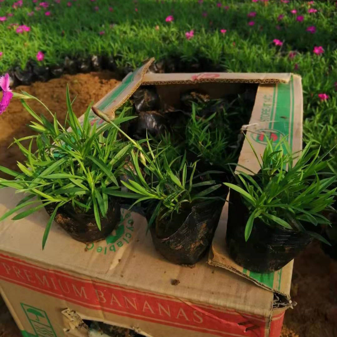 欧石竹  基地直售 多年生草本植物  植株低矮 紧凑 花期长 色彩艳丽