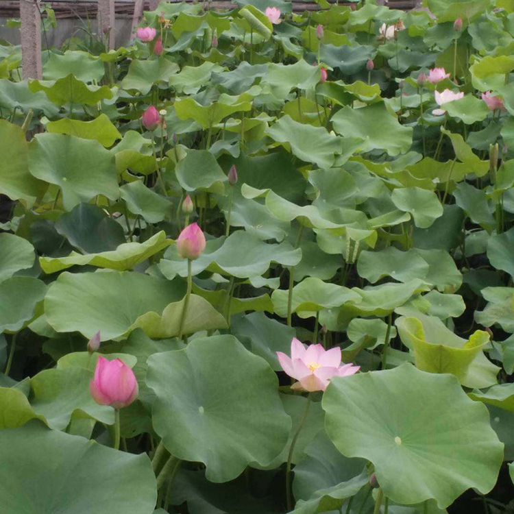 荷花 池塘美化用小苗  花大叶丽 清香远溢 亭亭玉立