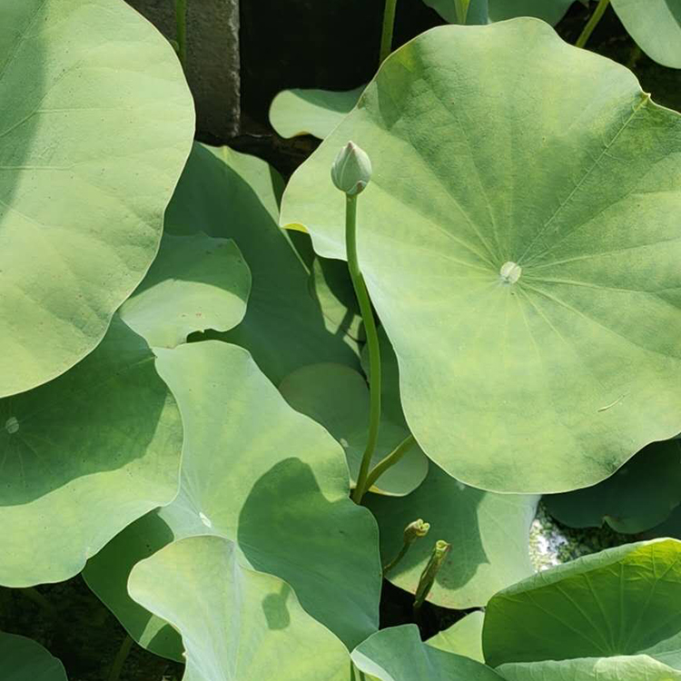 俊红  荷花小苗批发商  荷花种苗供应 常年出售