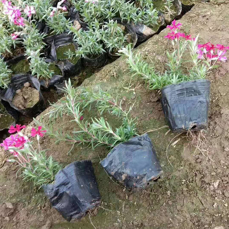滕东 丛生福禄考小苗供应  滕东花卉长期设计打造网红花海 欢迎来电详谈
