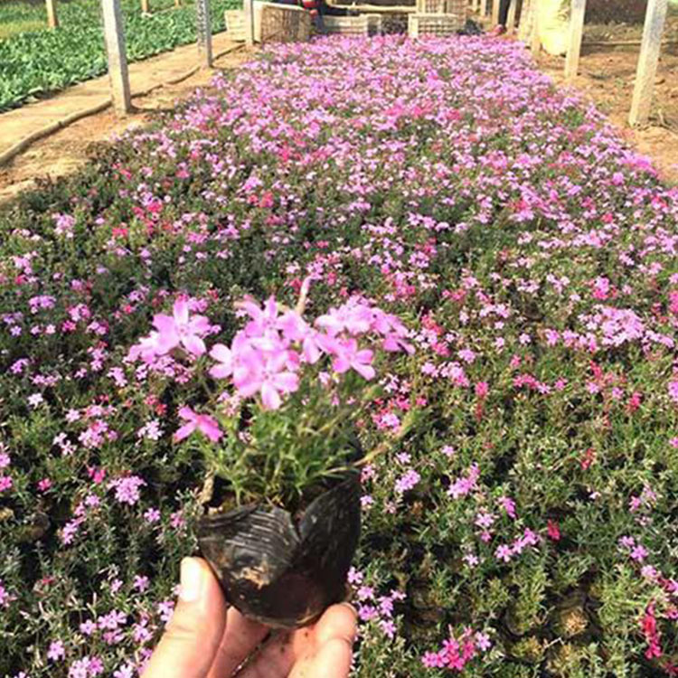 丛生福禄考粉色花海 福禄考小苗批发  移栽易成活