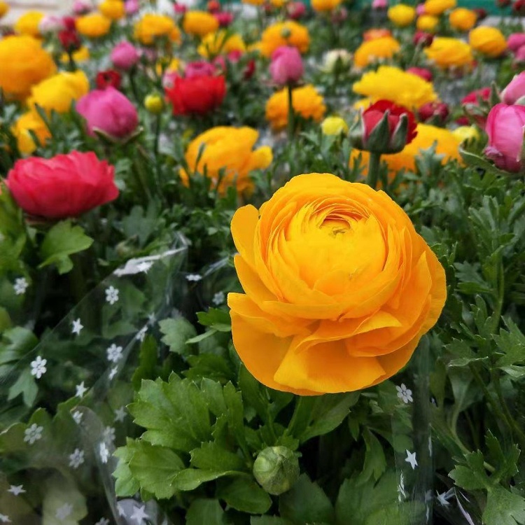 芹叶牡丹批发 顺和花卉 芹叶牡丹价格