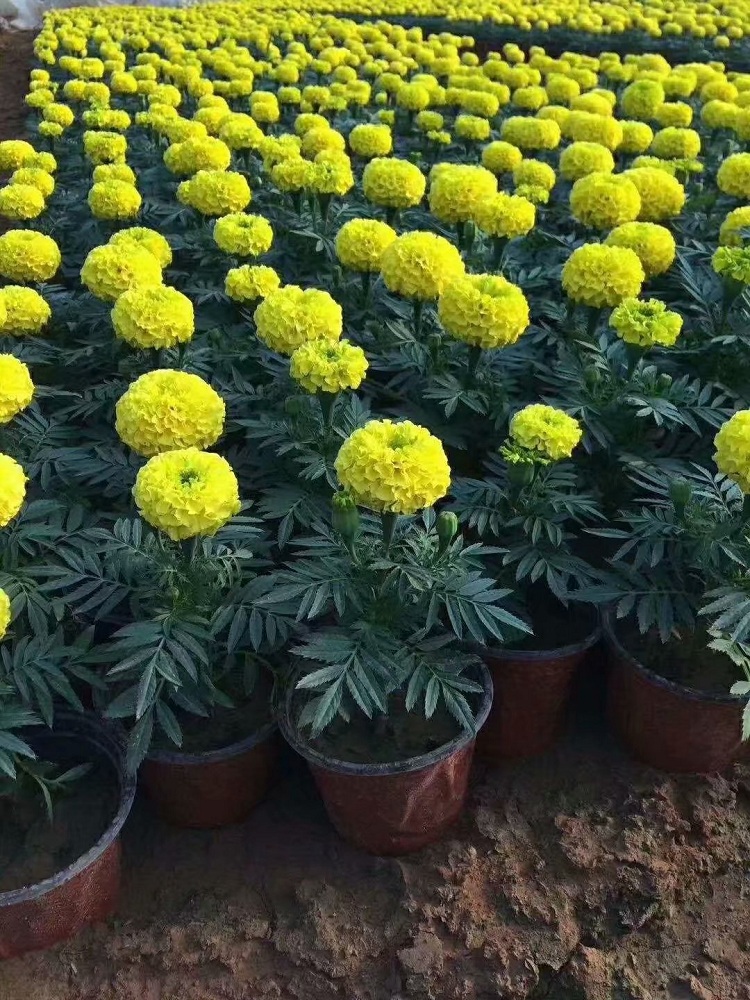万寿菊批发 租摆草花厂家 万寿菊价格