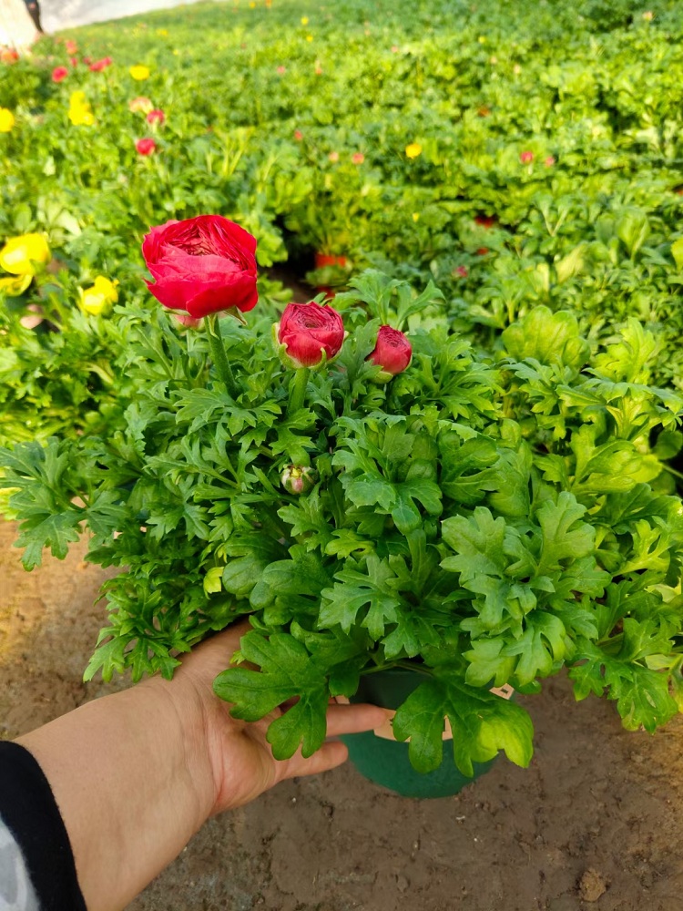 花毛茛 青州花毛茛价格 青州花毛茛种植基地