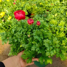 花毛茛 青州花毛茛价格 青州花毛茛种植基地
