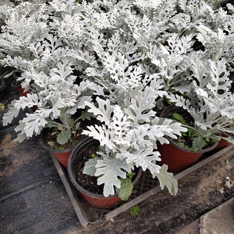银叶菊 银叶菊基地 组摆草花批发