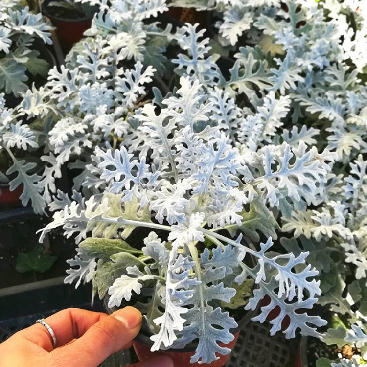 银叶菊 双色盆银叶菊 大盆银叶菊价格