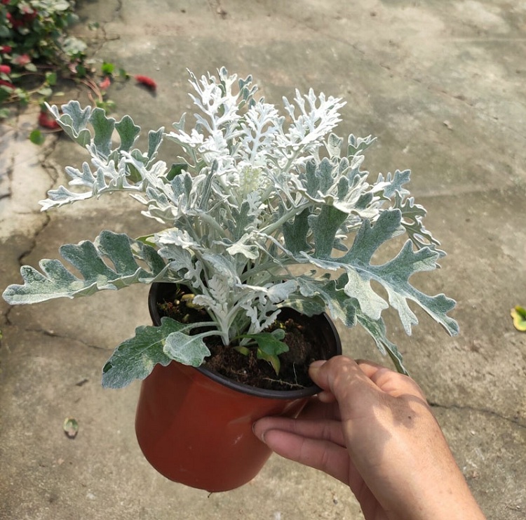 银叶菊 顺和花卉 银叶菊价格