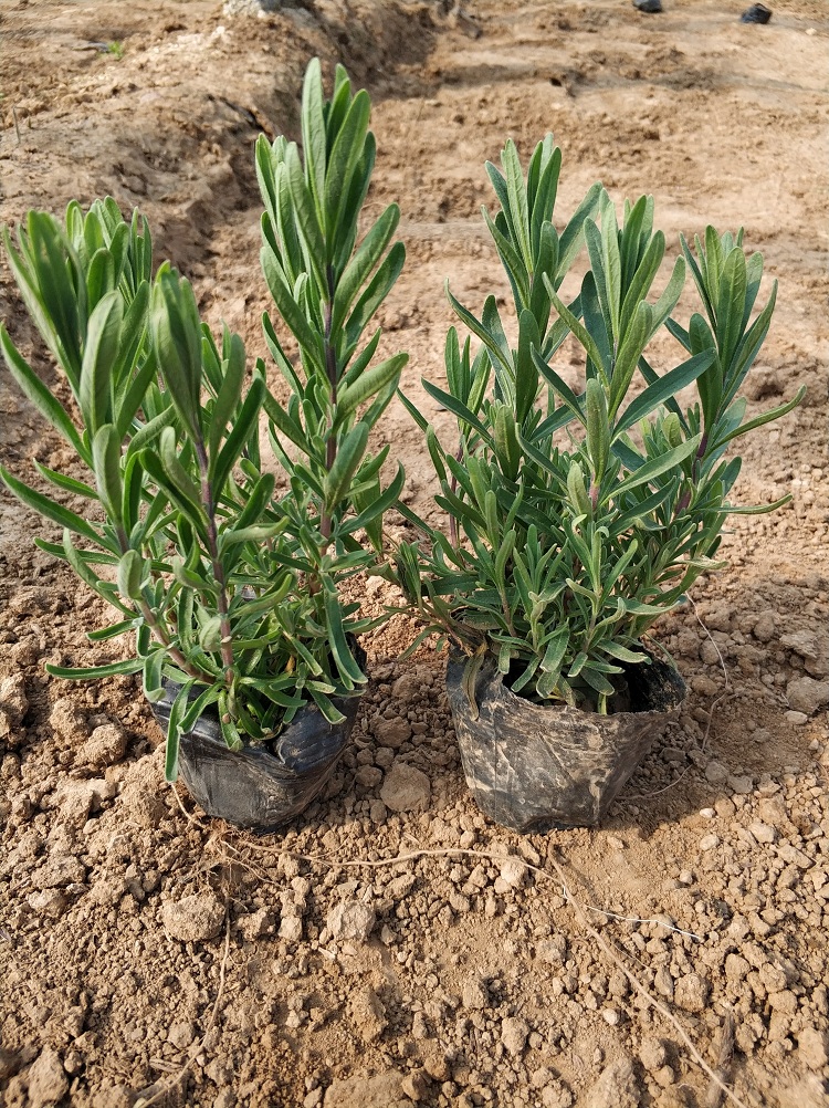 薰衣草价格 薰衣草基地 顺和花卉