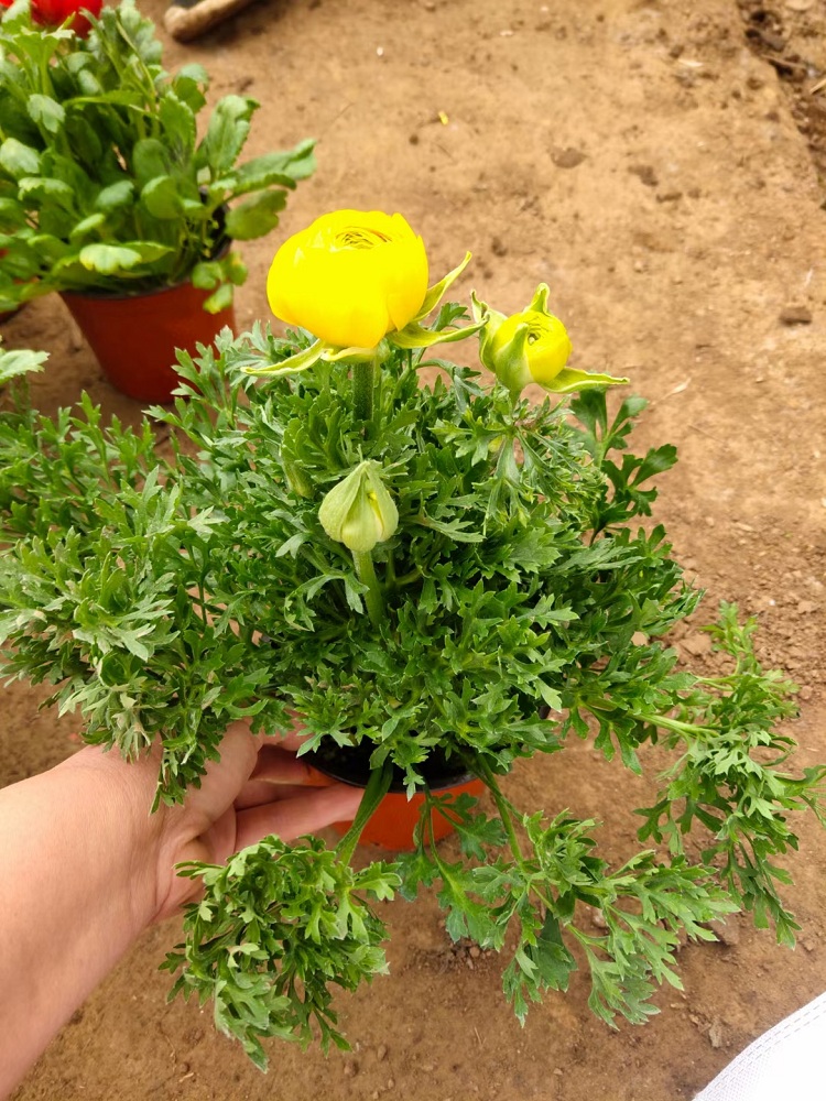 花毛茛价格 批发观赏花毛茛