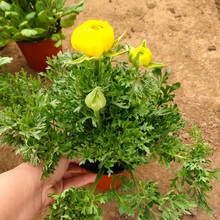花毛茛价格 批发观赏花毛茛