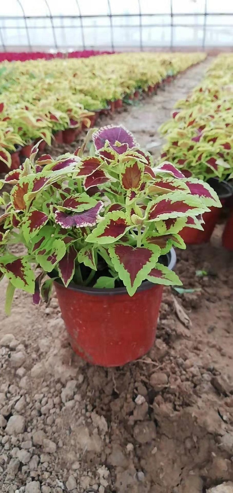 黄边彩叶草价格 彩叶草 彩色植物批发