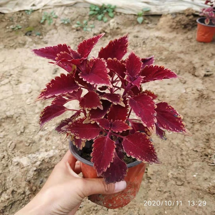 彩叶草