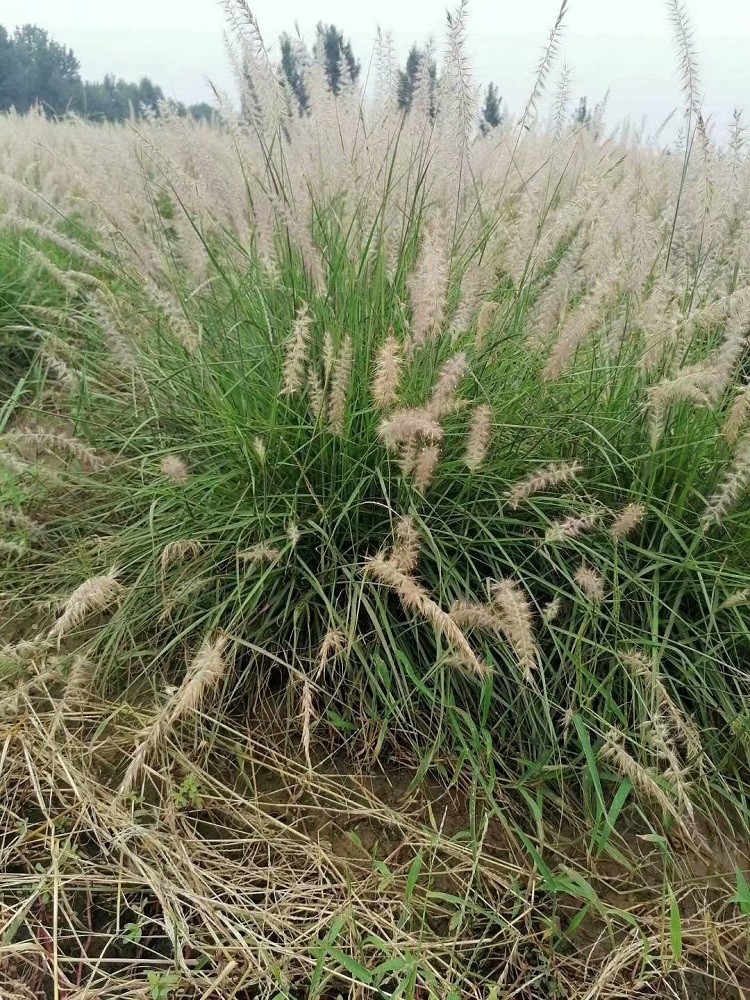 小布尼狼尾草批发