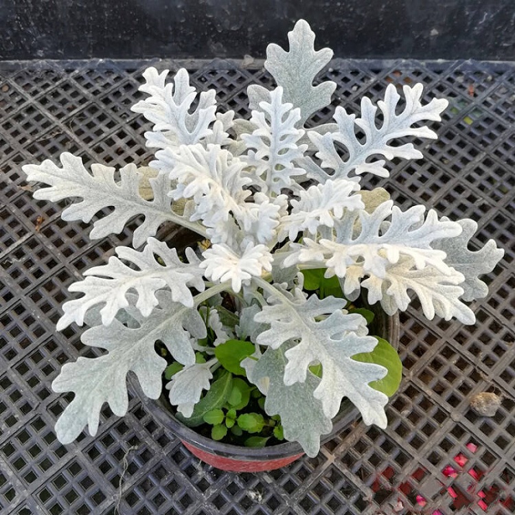 雪叶菊 银叶菊