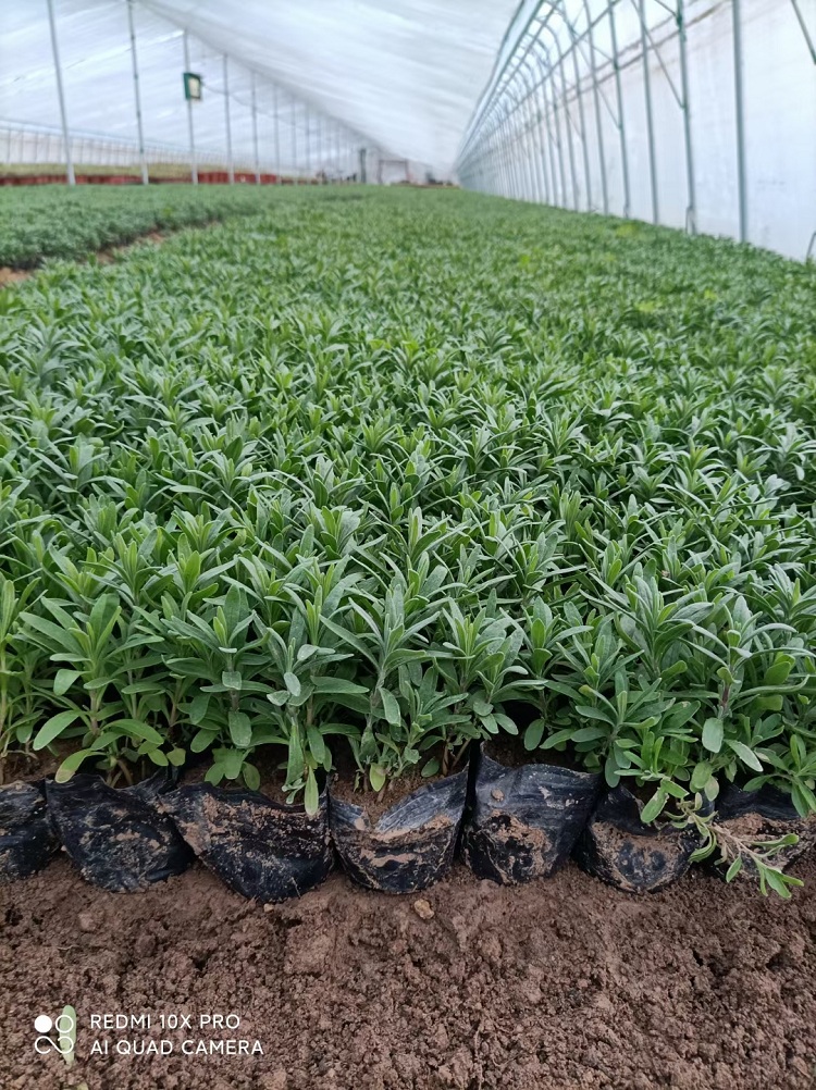 薰衣草种子价格 薰衣草苗批发