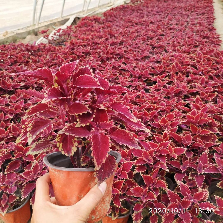 金边彩叶草批发 彩叶草 彩色植物价格