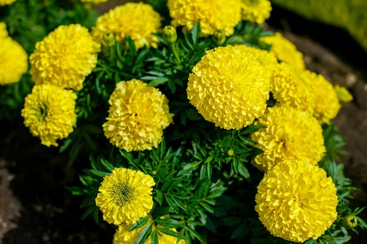 万寿菊 时令草花厂家 万寿菊批发