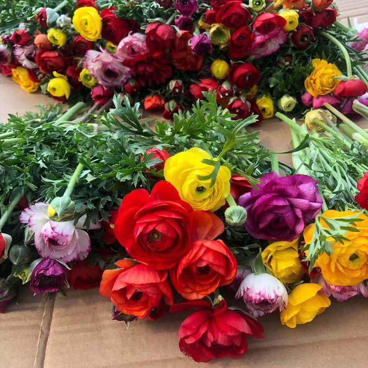 芹叶牡丹