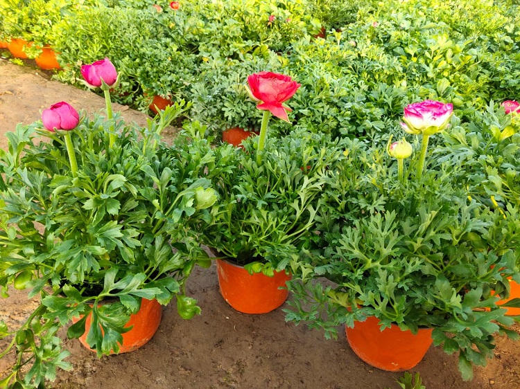 花毛茛 顺和花卉 花毛茛价格