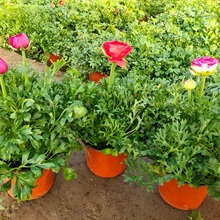 花毛茛 顺和花卉 花毛茛价格