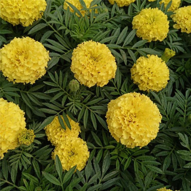 万寿菊 时令草花品种 万寿菊价格