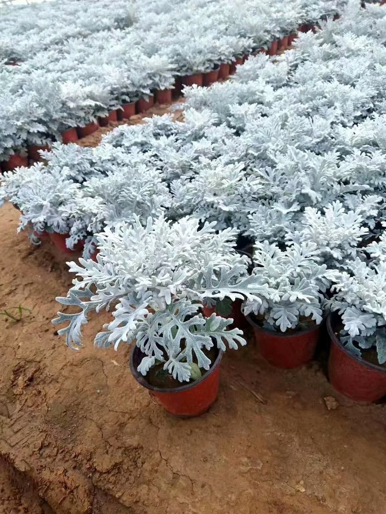 银叶菊 银叶菊厂家种植