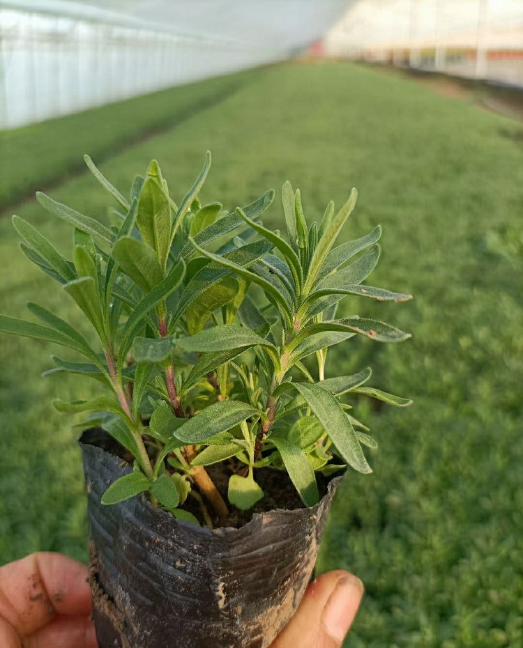 薰衣草价格 顺和花卉 香水植物