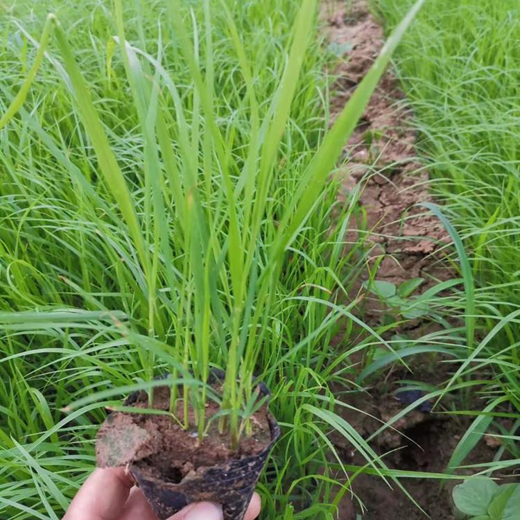 紫穗狼尾草批发商 狼尾草基地