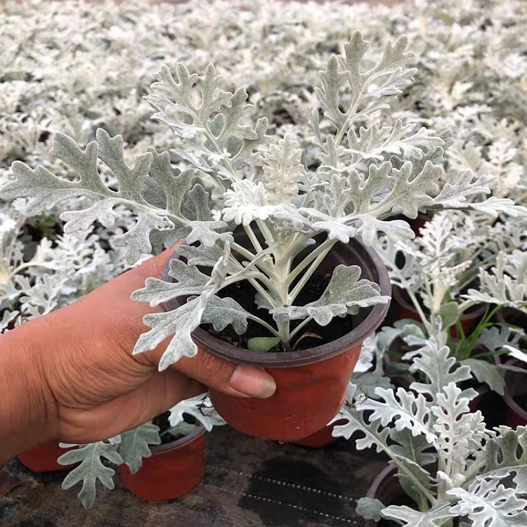 银叶菊价格 银叶菊苗厂家批发